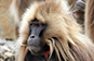 Gelada monkey, Simien Mountains NP, Ethiopia
